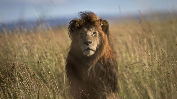 An old male lion raises his head above the long grass in the early morning, in the savannah of the Maasai Mara, south-western Kenya on July 7, 2015. - Sputnik International