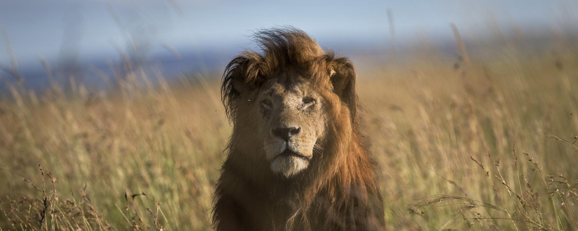 An old male lion raises his head above the long grass in the early morning, in the savannah of the Maasai Mara, south-western Kenya on July 7, 2015. An old male lion raises his head above the long grass in the early morning, in the savannah of the Maasai Mara, south-western Kenya on July 7, 2015. - Sputnik International, 1920, 07.12.2022