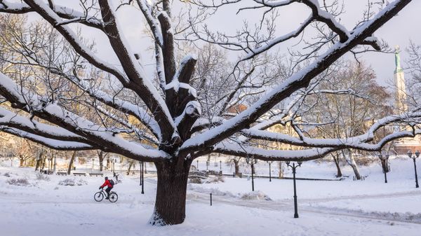 A man rides a bicycle as the park is snow covered on December 8, 2022 in Riga, Latvia. - Sputnik International