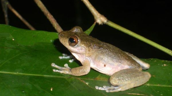Common Mist Frog - Sputnik International