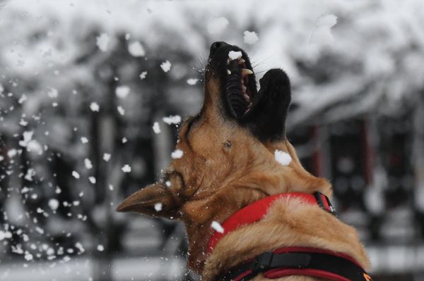 A dog on Chistoprudny Boulevard in Moscow. - Sputnik International