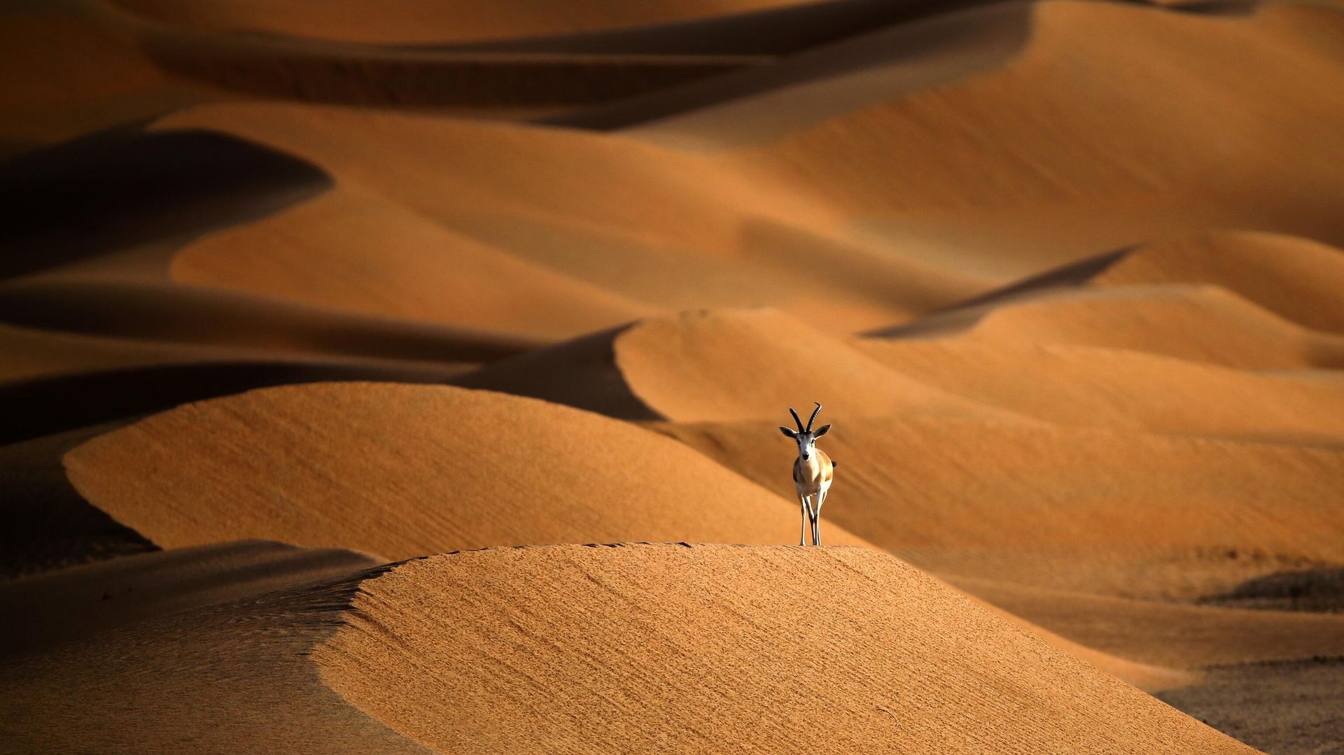 A sand gazelle is seen at the Arabian Oryx Sanctuary in Umm Al-Zamool, some 290 kilometres south of Abu Dhabi near the border with Oman and Saudi Arabia. - Sputnik International, 1920, 12.12.2022