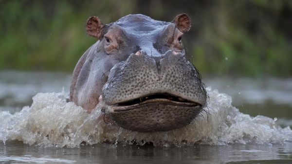 A hippo swims in the Magdalena river in Puerto Triunfo, Colombia, Wednesday, Feb. 16, 2022. Colombia's Environment Ministry announced in early Feb. that hippos are an invasive species, in response to a lawsuit against the government over whether to kill or sterilize the hippos that were imported illegally by the late drug lord Pablo Escobar, and whose numbers are growing at a fast pace and pose a threat to biodiversity - Sputnik International
