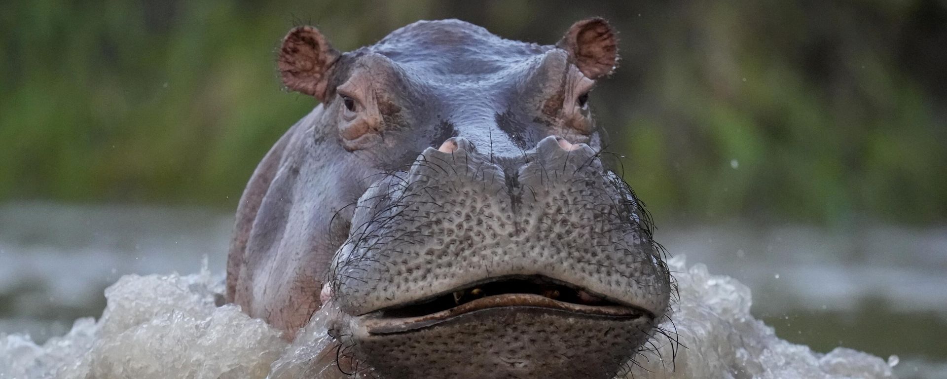 A hippo swims in the Magdalena river in Puerto Triunfo, Colombia, Wednesday, Feb. 16, 2022. Colombia's Environment Ministry announced in early Feb. that hippos are an invasive species, in response to a lawsuit against the government over whether to kill or sterilize the hippos that were imported illegally by the late drug lord Pablo Escobar, and whose numbers are growing at a fast pace and pose a threat to biodiversity A hippo swims in the Magdalena river in Puerto Triunfo, Colombia, Wednesday, Feb. 16, 2022. Colombia's Environment Ministry announced in early Feb. that hippos are an invasive species, in response to a lawsuit against the government over whether to kill or sterilize the hippos that were imported illegally by the late drug lord Pablo Escobar, and whose numbers are growing at a fast pace and pose a threat to biodiversity - Sputnik International, 1920, 17.12.2022