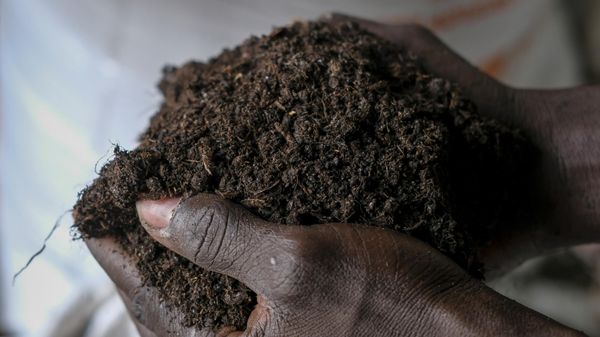 A worker holds organic fertilizer produced by larvae of the black soldier fly, at Marula Proteen Ltd in Kampala, Uganda Friday, Sept. 2, 2022.  - Sputnik International