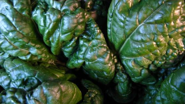 Spinach - Sputnik International