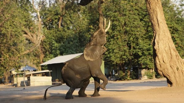 In this Oct, 27, 2019, photo, an elephant feeds on leaves from a tree in Mana Pools National Park, Zimbabwe. Wardens and wildlife lovers are trucking in food to help the distressed animals.  - Sputnik International