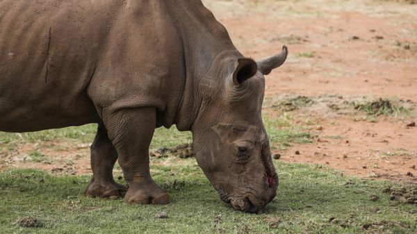 A picture showing Seha, a ten years old rhino bull that was poached and de-horned, feeding on grass at Thaba Manzi Wildlife Services in Bela-Bela, some 150km north of Johannesburg, on January 24, 2022 - Sputnik International