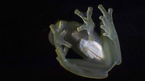 A white-heart glass frog is pictured at the Cordillera Escalera mountains natural reserve in Tarapoto, northeastern Peru.  - Sputnik International
