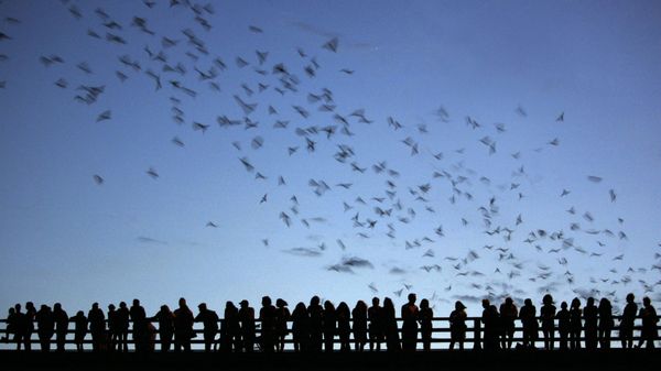 Tourists and local residents watch a colony of approximately 1.5 million Mexican free-tailed bats in Austin, Texas, on 10 June, 2005. - Sputnik International