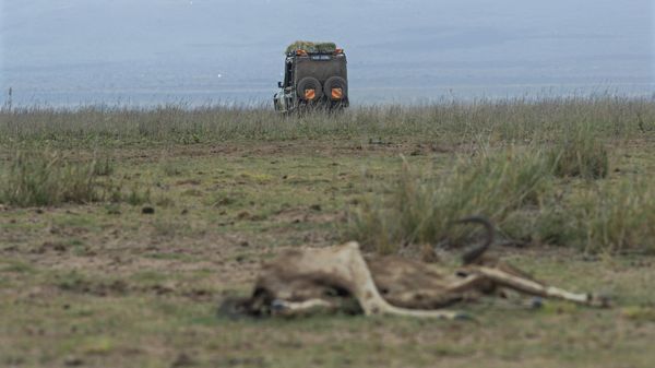 Kenya Wildlife Services (KWS) Rangers drive past a carcass of a wildebeest on November 30, 2022 at the Amboseli National Park. - Sputnik International