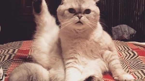 Taylor Swift’s cat Olivia Benson - Sputnik International