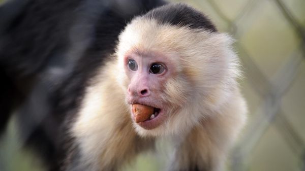 White Face Capuchin - Sputnik International