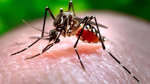 mosquito - Sputnik International