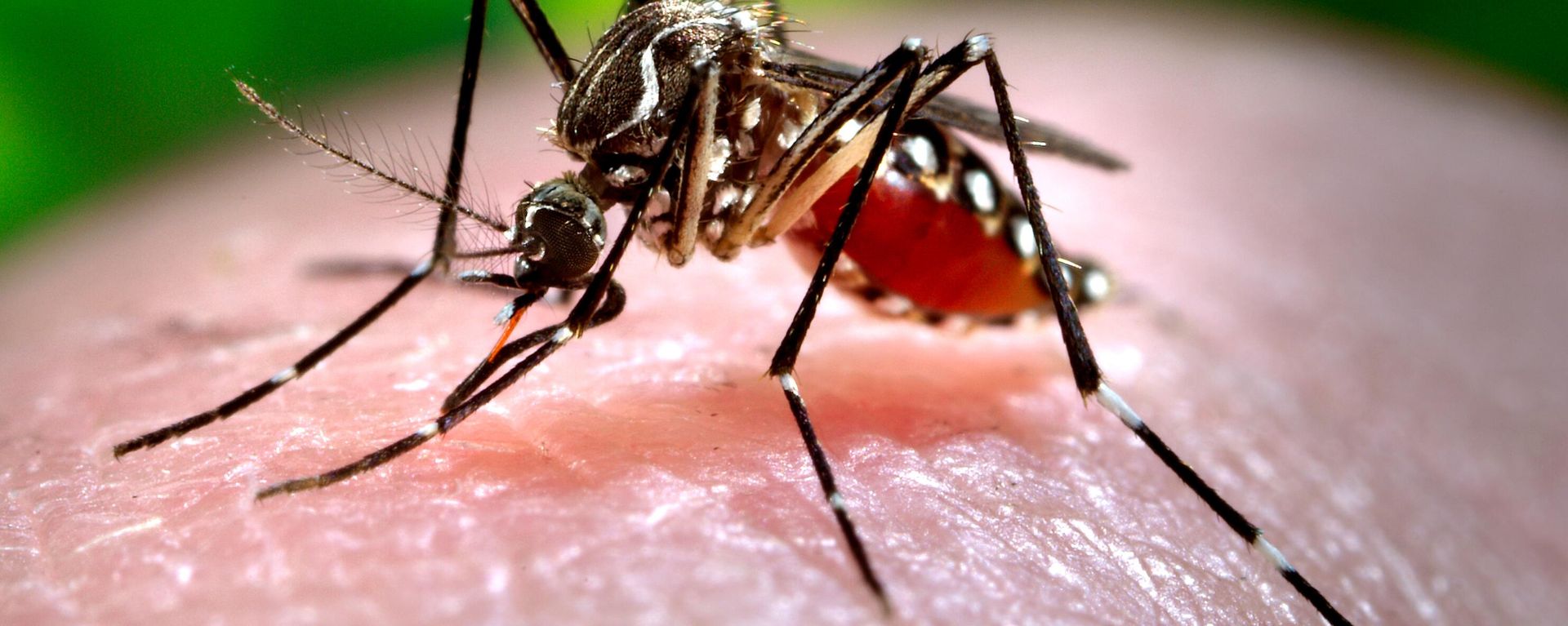 mosquito mosquito - Sputnik International, 1920, 07.10.2023