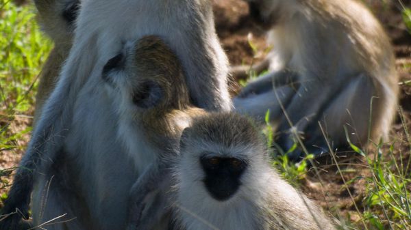 Vervet monkey family - Sputnik International