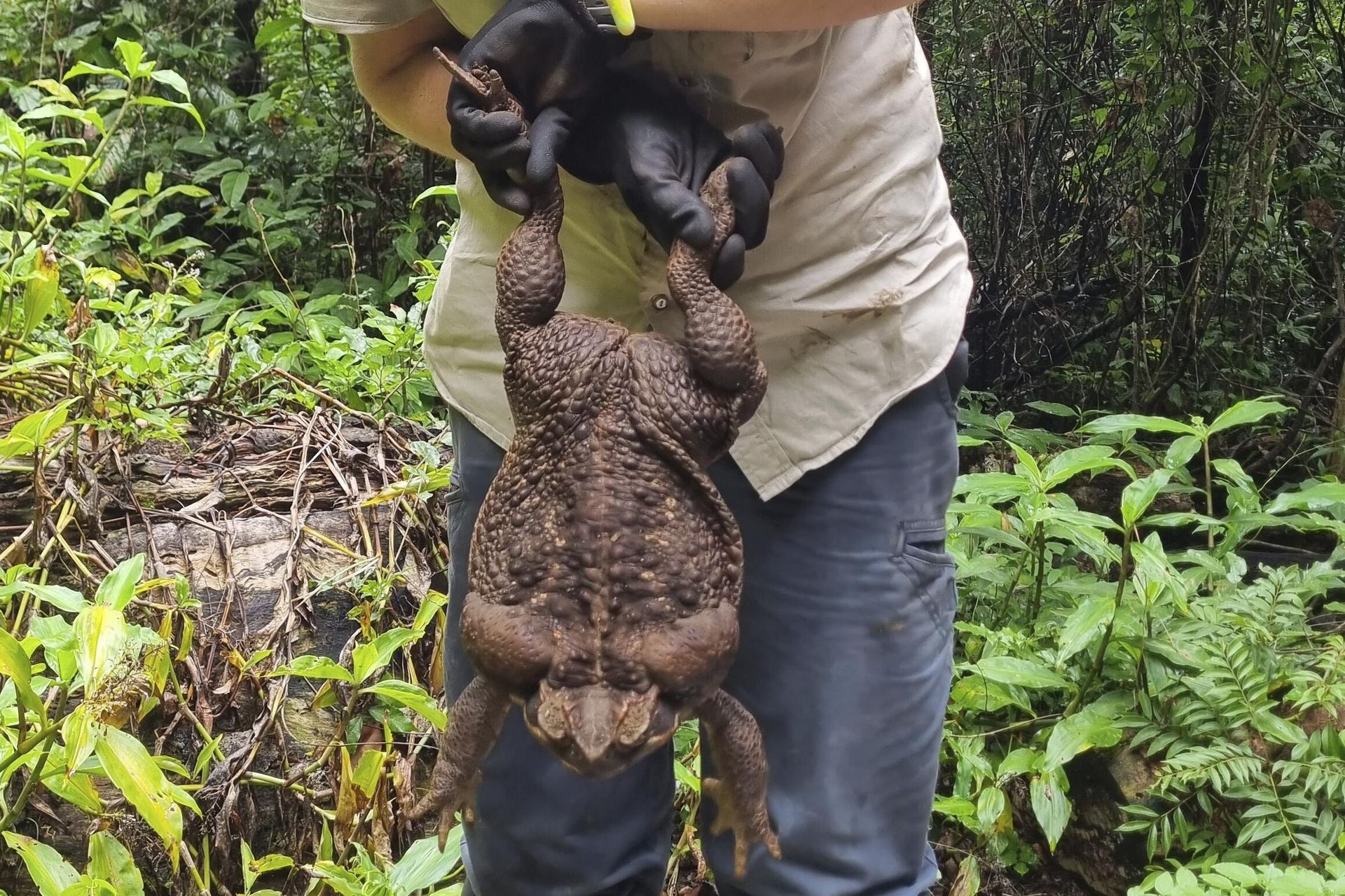 Kylee Gray, a ranger with the Queensland Department of Environment and Science, holds a giant cane toad, Thursday, Jan. 12, 2023, near Airlie Beach, Australia. - Sputnik International, 1920, 20.01.2023