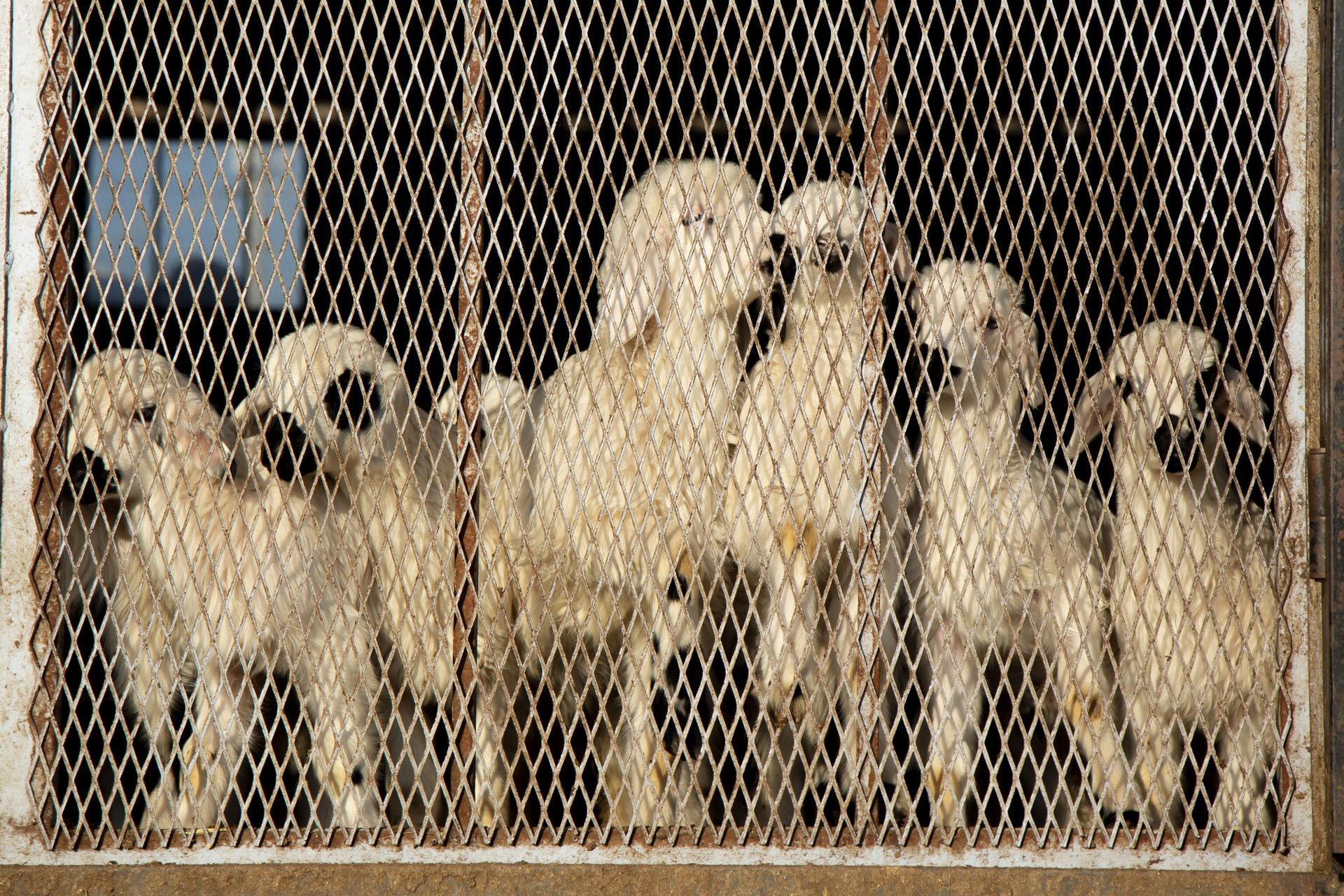 The villagers afraid they will not be able to breed livestock. The villagers afraid they will not be able to breed livestock. - Sputnik International, 1920, 25.01.2023