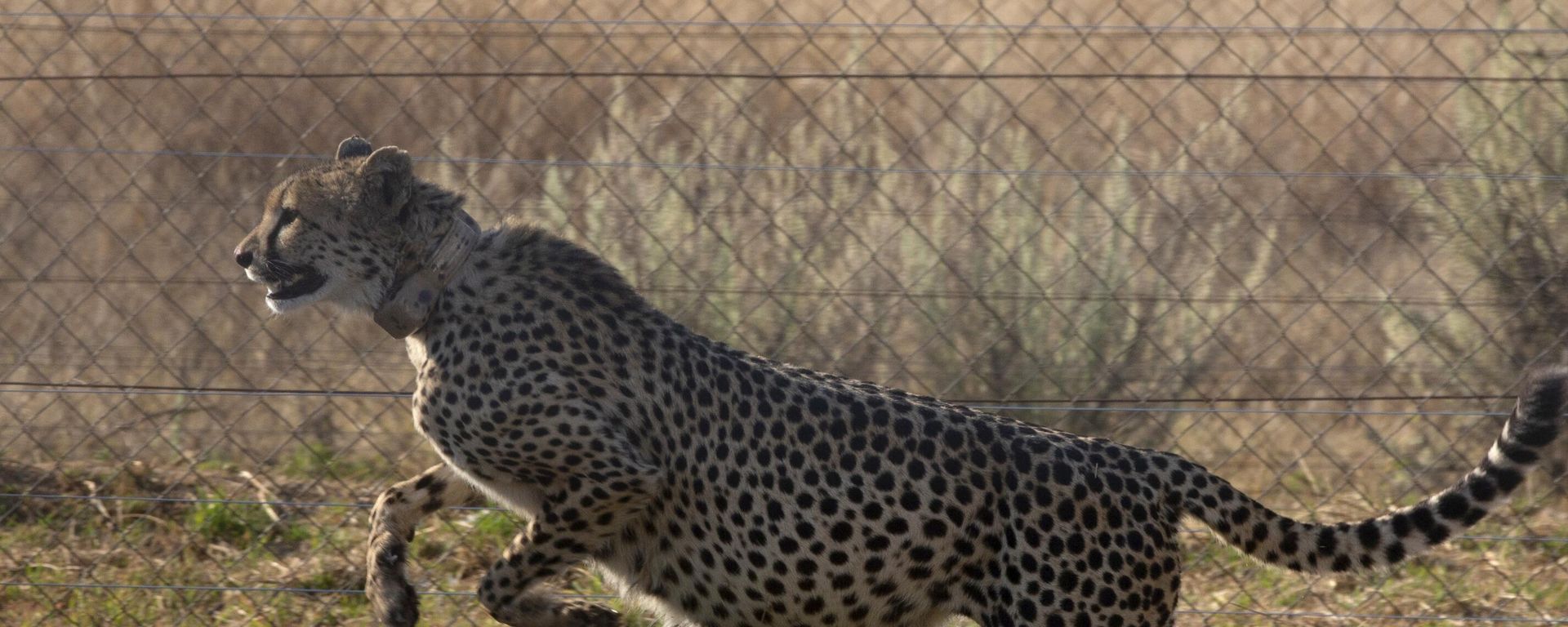 A cheetah jumps inside a quarantine section before being relocated to India next month, at a reserve near Bella Bella, South Africa, Sunday, Sept. 4, 2022.  - Sputnik International, 1920, 27.01.2023
