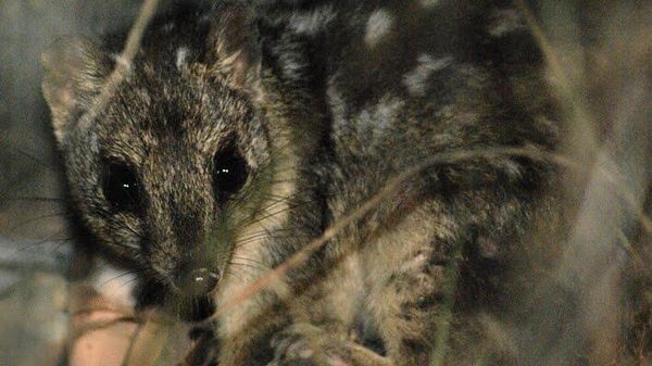 A northern quoll photographed between Mareeba and Cairns, Queensland, Australia. - Sputnik International