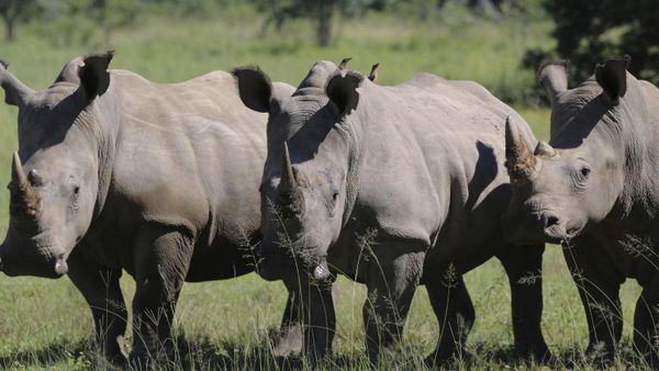 In this Wednesday, March 8, 2017 file photo, three rhinos line up at the Welgevonden Game Reserve in the Limpopo province, South Africa. - Sputnik International