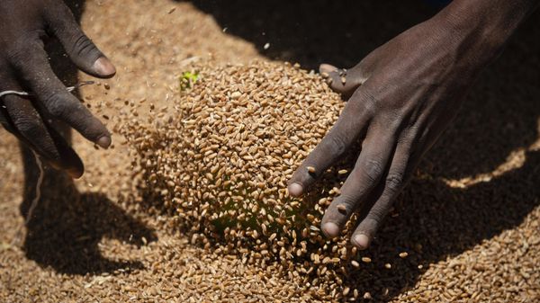 An Ethiopian woman scoops up portions of wheat to be allocated to waiting families after it was distributed by the Relief Society of Tigray in the town of Agula, in the Tigray region of northern Ethiopia, May 8, 2021 - Sputnik International