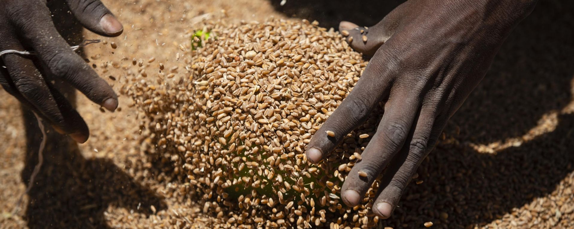 An Ethiopian woman scoops up portions of wheat to be allocated to waiting families after it was distributed by the Relief Society of Tigray in the town of Agula, in the Tigray region of northern Ethiopia, May 8, 2021 An Ethiopian woman scoops up portions of wheat to be allocated to waiting families after it was distributed by the Relief Society of Tigray in the town of Agula, in the Tigray region of northern Ethiopia, May 8, 2021 - Sputnik International, 1920, 27.03.2023