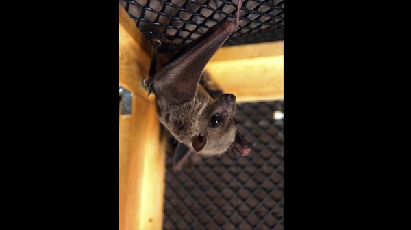 An Egyptian fruit bat hangs upside down in its cage, in Winsted, Conn, July 29, 2003 - Sputnik International