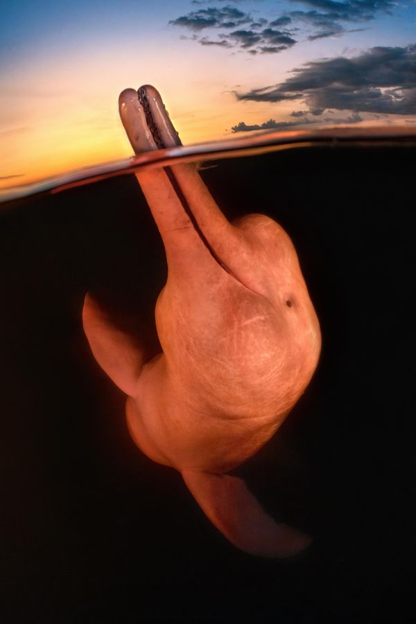 Underwater Photographer of the Year 2023 'Boto encantado' Kat Zhou (United States) "There’s a legend among locals in the Amazon that river dolphins, or “botos”, can transform into handsome men known as “boto encantado” at night to seduce women. Though I did not witness this elusive boto transformation, at dusk I was enchanted by these beautiful mammals in a different way. After seeing how botos would sometimes bring their beaks above water, I knew I wanted a split shot at sunset. Though the water was so dark that I was shooting blind, this dolphin gave me a perfect pose and smile!" Underwater Photographer of the Year 2023 'Boto encantado' Kat Zhou (United States) "There’s a legend among locals in the Amazon that river dolphins, or “botos”, can transform into handsome men known as “boto encantado” at night to seduce women. Though I did not witness this elusive boto transformation, at dusk I was enchanted by these beautiful mammals in a different way. After seeing how botos would sometimes bring their beaks above water, I knew I wanted a split shot at sunset. Though the water was so dark that I was shooting blind, this dolphin gave me a perfect pose and smile!" - Sputnik International