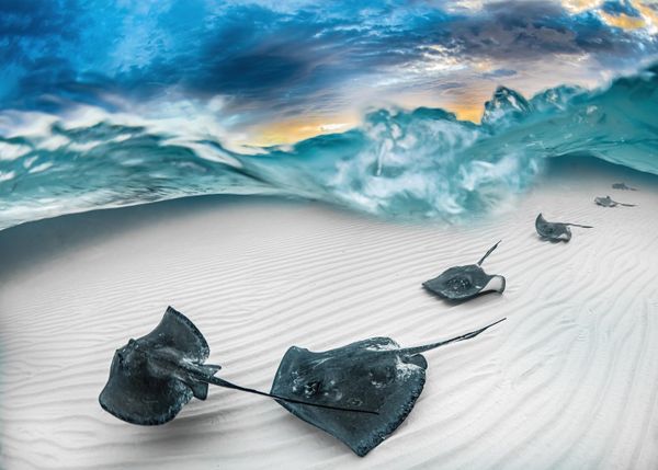 Marelux Wide Angle Winner: 'Fade' J. Gregory Sherman (United States) "My dive partner and I chartered a boat to arrive at Stingray City on Grand Cayman before dawn so as to capture the morning light and undisturbed sand ripples. Just as the sun broke the horizon, a line of southern stingrays headed straight for me and I captured this image as they glided across the sand. Using a large dome port allowed me to create a split image showing the intensely colorful dawn sky contrasted against the nearly monochromatic stingrays and sand beneath the surface chop." Marelux Wide Angle Winner: 'Fade' J. Gregory Sherman (United States) "My dive partner and I chartered a boat to arrive at Stingray City on Grand Cayman before dawn so as to capture the morning light and undisturbed sand ripples. Just as the sun broke the horizon, a line of southern stingrays headed straight for me and I captured this image as they glided across the sand. Using a large dome port allowed me to create a split image showing the intensely colorful dawn sky contrasted against the nearly monochromatic stingrays and sand beneath the surface chop." - Sputnik International