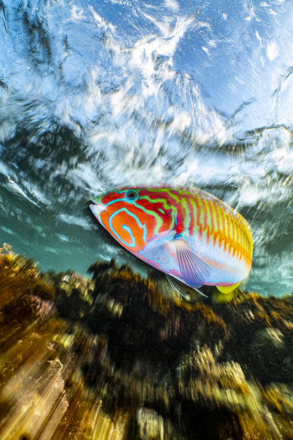 Compact Winner: 'Klunzinger's wrasse in motion' Enrico Somogyi (Germany) "When I was snorkeling in Marsa Alam I saw countless Klunzinger's Wrasses. One of them was particularly curious and very interested in my lens. I was able to take some good classic wide angle pictures. After a while I figured it would be a good idea to try a long exposure. So I set my camera to the smallest aperture f11, the ISO value to 64 and the exposure time to 1/13s. For this picture, I moved the camera forward a bit while the shutter was released. This created the zoom effect in the lower part of the image. I was very happy with the result." Compact Winner: 'Klunzinger's wrasse in motion' Enrico Somogyi (Germany) "When I was snorkeling in Marsa Alam I saw countless Klunzinger's Wrasses. One of them was particularly curious and very interested in my lens. I was able to take some good classic wide angle pictures. After a while I figured it would be a good idea to try a long exposure. So I set my camera to the smallest aperture f11, the ISO value to 64 and the exposure time to 1/13s. For this picture, I moved the camera forward a bit while the shutter was released. This created the zoom effect in the lower part of the image. I was very happy with the result." - Sputnik International