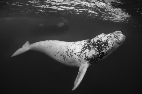 UPY Black & White - Winner 'El Blanco - The White One' Don Silcock "The image was taken on the last morning of a five-day trip to Peninsula Valdés in Argentina, in August 2022, under a special permit to enter the water with the Southern Right Whales that gather there between June and December each year. The mother, who can be seen in the background, accepted our presence and allowed the calf to interact with us. It was very playful but careful not to hit us with it’s tail and seemed to be really enjoying it all – almost as much as we were! White calves are very rare and referred to locally as “El Blanco” or the white one! Peninsula Valdés is an incredibly important safe haven and breeding ground for the Southern Right Whales of the southern Atlantic and Argentina has done an excellent job of managing it." UPY Black & White - Winner 'El Blanco - The White One' Don Silcock "The image was taken on the last morning of a five-day trip to Peninsula Valdés in Argentina, in August 2022, under a special permit to enter the water with the Southern Right Whales that gather there between June and December each year. The mother, who can be seen in the background, accepted our presence and allowed the calf to interact with us. It was very playful but careful not to hit us with it’s tail and seemed to be really enjoying it all – almost as much as we were! White calves are very rare and referred to locally as “El Blanco” or the white one! Peninsula Valdés is an incredibly important safe haven and breeding ground for the Southern Right Whales of the southern Atlantic and Argentina has done an excellent job of managing it." - Sputnik International