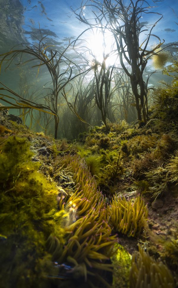 UPY Award Winners - Most Promising British Underwater Photographer of the Year 2023 'An island's wild seas' Theo Vickers "Sunlight beats down through a marine jungle of Himanthalia algae on the chalk reefs of the Needles Marine Conservation Zone. The purple-tipped tentacles of snakelocks anemones (Anemonia viridis) rising up from the forest floor. Striking rock formations, the Needles on the Isle of Wight attracts close to 500,000 visitors annually. Yet, like many of Britain’s marine habitats the beauty and biodiversity of the island’s chalk reefs that lie below, from nudibranchs and rays to cuttlefish and cuckoo wrasse, are largely unknown to most. Exploring the shallower reefs on a summer evening, my mission was to capture a wide angle image that documented this stunning local habitat, combining both the towering forests above and the anemones that rule the chalk seabed below. After several unsatisfying attempts I stumbled upon this gully packed with snakelocks, and sinking into the forest beneath, found the composition I had been seeking." UPY Award Winners - Most Promising British Underwater Photographer of the Year 2023 'An island's wild seas' Theo Vickers "Sunlight beats down through a marine jungle of Himanthalia algae on the chalk reefs of the Needles Marine Conservation Zone. The purple-tipped tentacles of snakelocks anemones (Anemonia viridis) rising up from the forest floor. Striking rock formations, the Needles on the Isle of Wight attracts close to 500,000 visitors annually. Yet, like many of Britain’s marine habitats the beauty and biodiversity of the island’s chalk reefs that lie below, from nudibranchs and rays to cuttlefish and cuckoo wrasse, are largely unknown to most. Exploring the shallower reefs on a summer evening, my mission was to capture a wide angle image that documented this stunning local habitat, combining both the towering forests above and the anemones that rule the chalk seabed below. After several unsatisfying attempts I stumbled upon this gully packed with snakelocks, and sinking into the forest beneath, found the composition I had been seeking." - Sputnik International