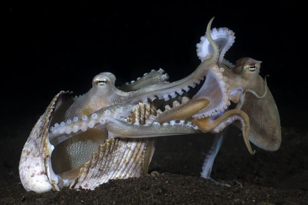 UPY Behaviour - Winner 'Make love not war' Yury Ivanov A couple of coconut octopuses "making love" (mating). "I knew that I can find this species of Octopus at one of dive sites near Tulamben village (Bali, Indonesia) and they are active only at night time in that place. I dive there only after 7pm hoping to photograph something unique - their mating. I`ve done more than 30 night dives at the dive site and finally I got lucky. The photo shows the end of their love." UPY Behaviour - Winner 'Make love not war' Yury Ivanov A couple of coconut octopuses "making love" (mating). "I knew that I can find this species of Octopus at one of dive sites near Tulamben village (Bali, Indonesia) and they are active only at night time in that place. I dive there only after 7pm hoping to photograph something unique - their mating. I`ve done more than 30 night dives at the dive site and finally I got lucky. The photo shows the end of their love." - Sputnik International