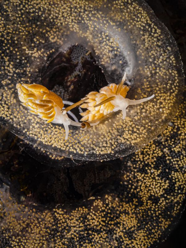 UPY British Waters Macro - Winner 'Egg eaters' Kirsty Andrews. "I have long admired others’ pictures of nudibranchs feeding on the egg coils of other nudibranch species across the world. I’d also seen this nudibranch species, Favorinus branchialis, before, and I knew that it fed in this way, but never seen it in action until recently. I was therefore thrilled to find three large specimens feeding on a big coil of eggs in Shetland, Scotland. The eggs were several inches across, in a wide spiral, so the challenge was to isolate an appealing composition of eggs and nudibranchs." UPY British Waters Macro - Winner 'Egg eaters' Kirsty Andrews. "I have long admired others’ pictures of nudibranchs feeding on the egg coils of other nudibranch species across the world. I’d also seen this nudibranch species, Favorinus branchialis, before, and I knew that it fed in this way, but never seen it in action until recently. I was therefore thrilled to find three large specimens feeding on a big coil of eggs in Shetland, Scotland. The eggs were several inches across, in a wide spiral, so the challenge was to isolate an appealing composition of eggs and nudibranchs." - Sputnik International