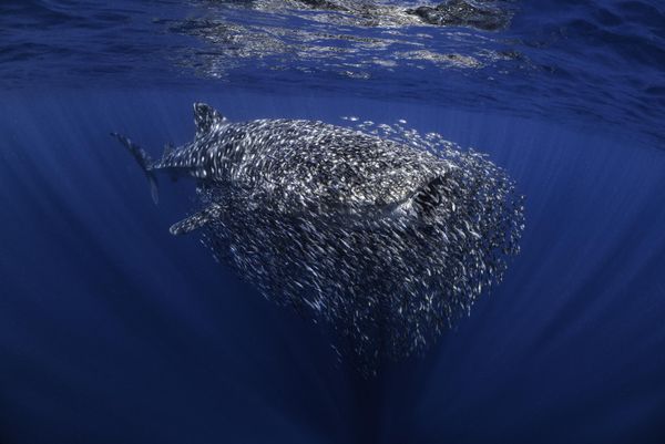 UPY Award Winners - British Underwater Photographer of the Year 2023 'The swarm' Ollie Clarke. "The whale sharks on the Ningaloo are often accompanied by bait-balls like this one, where the small fish use the shark as a floating shelter. However this one was huge, much denser and with a lot more fish than usual, so I was really excited to photograph it. The shark almost looked as if it was getting fed up with the small fish and it was attempting to shake off the swarm. It would make steep dives and then ascend again right away thrashing its tail, but the fish would just swirl even more densely around the poor shark, who would have barely been able to see through the bait-ball! I was hoping to spend a bit of time photographing this shark, but after some ups and downs, he dissapeared into the depths of the Indian Ocean, an encounter I'll never forget." UPY Award Winners - British Underwater Photographer of the Year 2023 'The swarm' Ollie Clarke. "The whale sharks on the Ningaloo are often accompanied by bait-balls like this one, where the small fish use the shark as a floating shelter. However this one was huge, much denser and with a lot more fish than usual, so I was really excited to photograph it. The shark almost looked as if it was getting fed up with the small fish and it was attempting to shake off the swarm. It would make steep dives and then ascend again right away thrashing its tail, but the fish would just swirl even more densely around the poor shark, who would have barely been able to see through the bait-ball! I was hoping to spend a bit of time photographing this shark, but after some ups and downs, he dissapeared into the depths of the Indian Ocean, an encounter I'll never forget." - Sputnik International