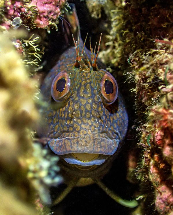UPY British Waters Compact - Winner 'Crack rock blenny' Tony Reed. "I had been going back to this spot on Crack rock to capture the variable Blenny for several weeks. He was caring over his eggs inside the crevice so I was trying to capture the point when the eggs were hatching. Being such an inquisitive little chap he was always moving around getting closer to the camera until he got to this point where I took a few shots. I didn't stay too long as I didn't want to have any negative or detrimental affects on the parenting behaviour. It has been great to see an increase in the Variable Blenny around Torbay over the past couple of years." UPY British Waters Compact - Winner 'Crack rock blenny' Tony Reed. "I had been going back to this spot on Crack rock to capture the variable Blenny for several weeks. He was caring over his eggs inside the crevice so I was trying to capture the point when the eggs were hatching. Being such an inquisitive little chap he was always moving around getting closer to the camera until he got to this point where I took a few shots. I didn't stay too long as I didn't want to have any negative or detrimental affects on the parenting behaviour. It has been great to see an increase in the Variable Blenny around Torbay over the past couple of years." - Sputnik International