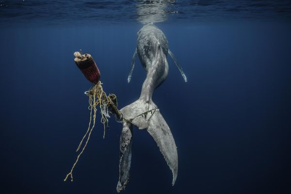 UPY Award Winners - ‘Save Our Seas Foundation’ Marine Conservation Photographer of the Year 2022 'Hopeless' Alvaro Herrero (Mekan). "A humpback whale dies a slow, painful and agonizing death after having its tail entangled in a ropes and buoys, rendering its tail completely useless. A reflection of what not only our oceans are suffering, but also our planet, the product of man's selfishness and lack of responsibility. Taking this photograph was, for me, the saddest moment I've experienced in the ocean. Especially because I have spent so much time with humpbacks underwater, experiencing eye contact, interactions, and seeing with my own eyes how they are sentient and intelligent beings. But I'm "happy" to being able to capture that moment and show the world what is happening, what we are doing. I really hope this image make us aware , open our eyes and drive us in to make real changes." UPY Award Winners - ‘Save Our Seas Foundation’ Marine Conservation Photographer of the Year 2022 'Hopeless' Alvaro Herrero (Mekan). "A humpback whale dies a slow, painful and agonizing death after having its tail entangled in a ropes and buoys, rendering its tail completely useless. A reflection of what not only our oceans are suffering, but also our planet, the product of man's selfishness and lack of responsibility. Taking this photograph was, for me, the saddest moment I've experienced in the ocean. Especially because I have spent so much time with humpbacks underwater, experiencing eye contact, interactions, and seeing with my own eyes how they are sentient and intelligent beings. But I'm "happy" to being able to capture that moment and show the world what is happening, what we are doing. I really hope this image make us aware , open our eyes and drive us in to make real changes." - Sputnik International