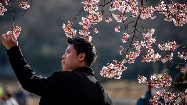 Japanese tradition of hanami - Sputnik International