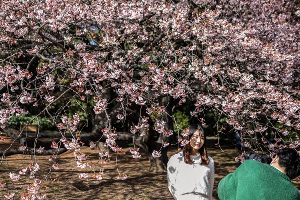  Shinjuku Gyoen Park was created in 1906 for the Japanese emperor. During the Second World War, the park was almost ruined. Japanese authorities decided to rebuild it and admit the general public(Photo by Yuichi YAMAZAKI / AFP) - Sputnik International
