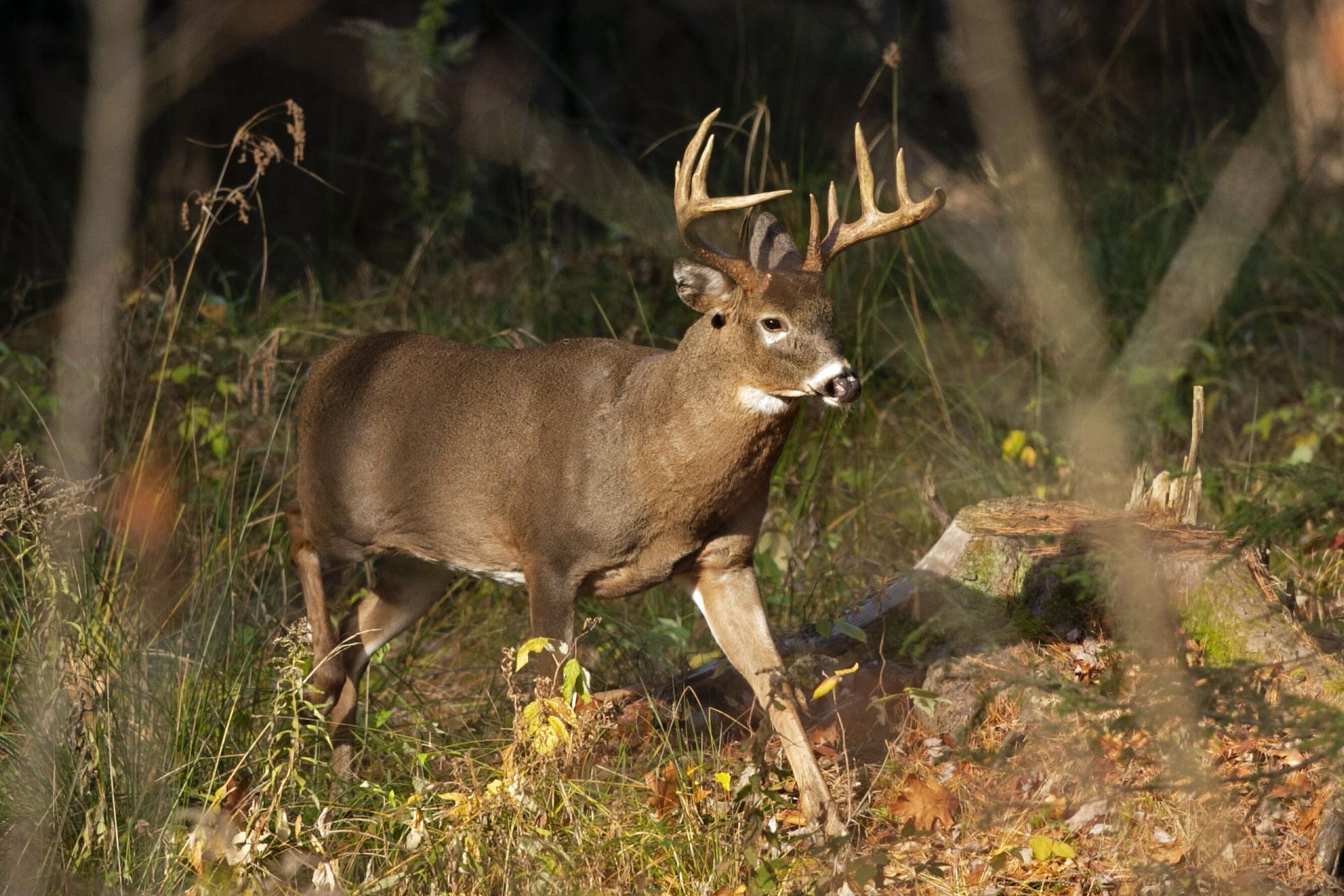 A white-tailed deer in woods in Freeport, Maine, as wildlife agencies find elevated levels of PFAS chemicals in game animals, prompting new restrictions on hunting and fishing in some parts of the US. - Sputnik International, 1920, 23.02.2023