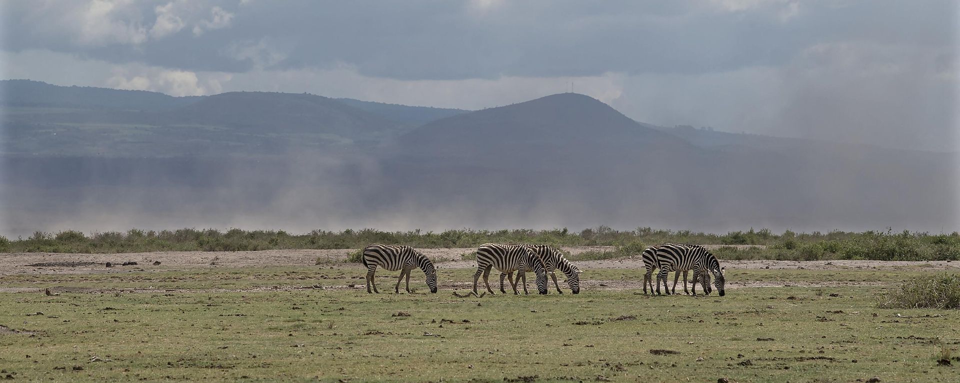 A small herd of common Zebra graze on the savannah on November 30, 2022 as dust kicks up in the background at the Amboseli National Park, the vast area hard hit by the drought that wiped out pastures for the main herbivores. A small herd of common Zebra graze on the savannah on November 30, 2022 as dust kicks up in the background at the Amboseli National Park, the vast area hard hit by the drought that wiped out pastures for the main herbivores. - Sputnik International, 1920, 26.02.2023