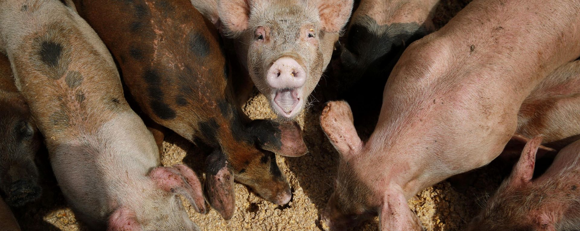 Pigs eat from a trough at the Las Vegas Livestock pig farm in Las Vegas, April 2, 2019. Pigs eat from a trough at the Las Vegas Livestock pig farm in Las Vegas, April 2, 2019. - Sputnik International, 1920, 26.02.2023