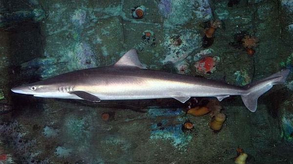 School Shark (Galeorhinus galeus) - Sputnik International