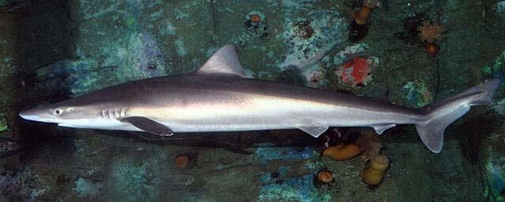 School Shark (Galeorhinus galeus) School Shark (Galeorhinus galeus) - Sputnik International, 1920, 28.02.2023
