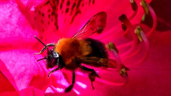A bumblebee collects pollen from a rhododendron flower in a garden outside Moscow on June 1, 2021. - Sputnik International