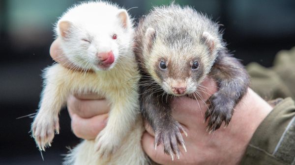 Ferrets used to chase and trap rabbits by professional rabbit catcher Steven McGonigal, are pictured as he hunts for them in County Donegal, northwest Ireland, on August 18, 2020. - Sputnik International