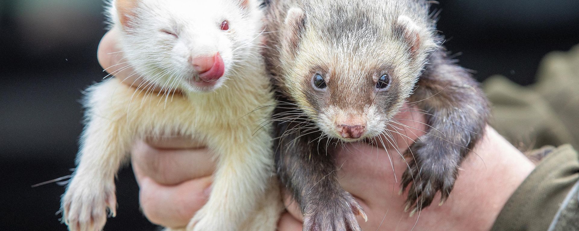Ferrets used to chase and trap rabbits by professional rabbit catcher Steven McGonigal, are pictured as he hunts for them in County Donegal, northwest Ireland, on August 18, 2020. - Sputnik International, 1920, 10.03.2023