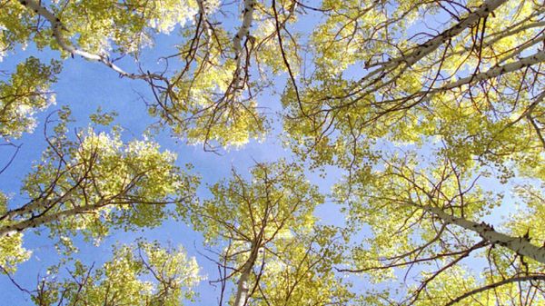 Aspen trees in Utah. - Sputnik International