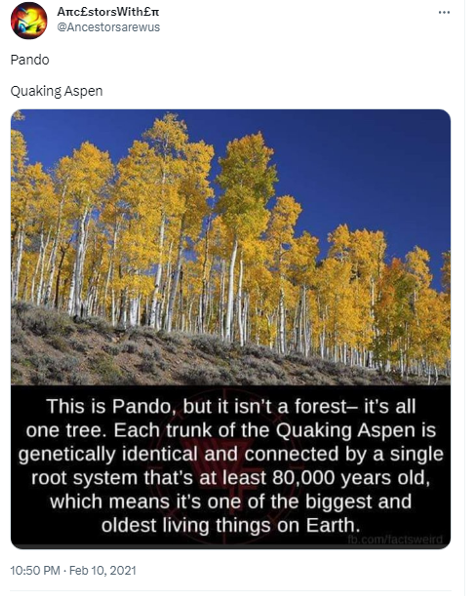 Twitter screenshot. - Sputnik International, 1920, 11.03.2023